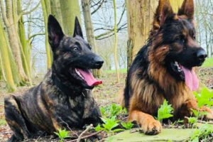 dog-handler-gallery-img